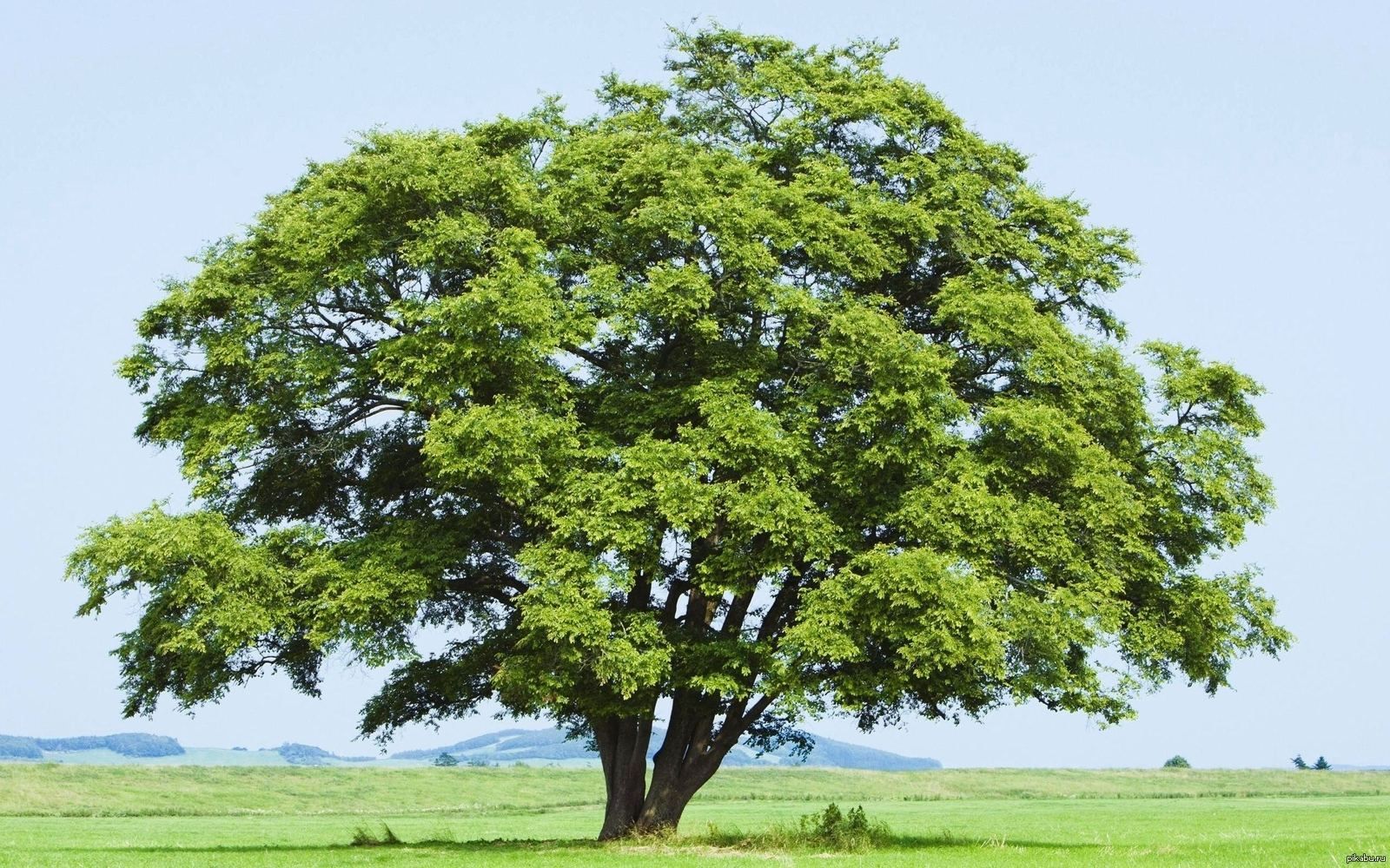 Ветвистое дерево