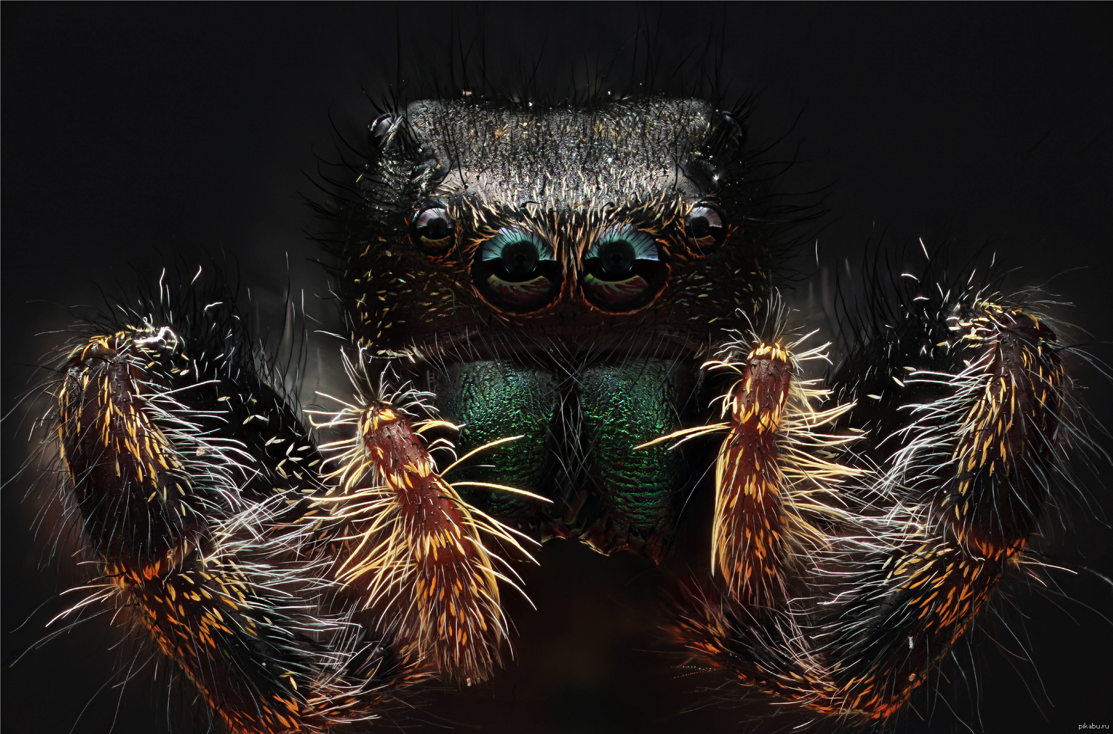 Жуков 6 у паука 8. Паук скакун под микроскопом. Прыгающий паук Макросъемка. Паук Макросъемка милый.