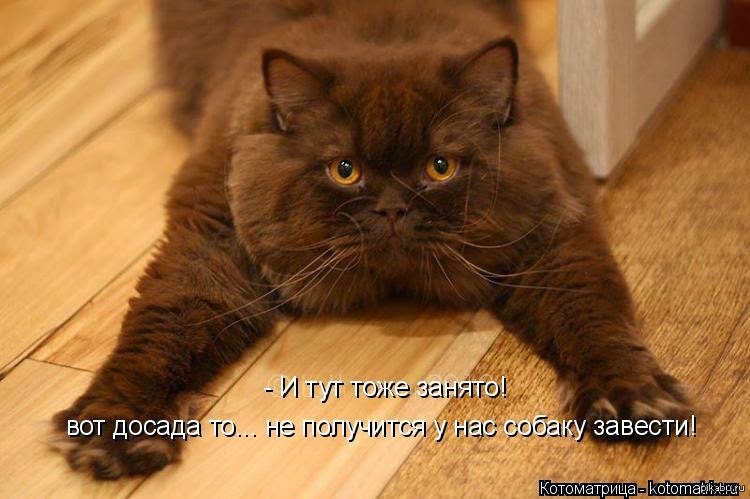 Кошка. Сидеть не на чем. Бездомные домашние животные. Демотиватор домой. Заведите ребенка.