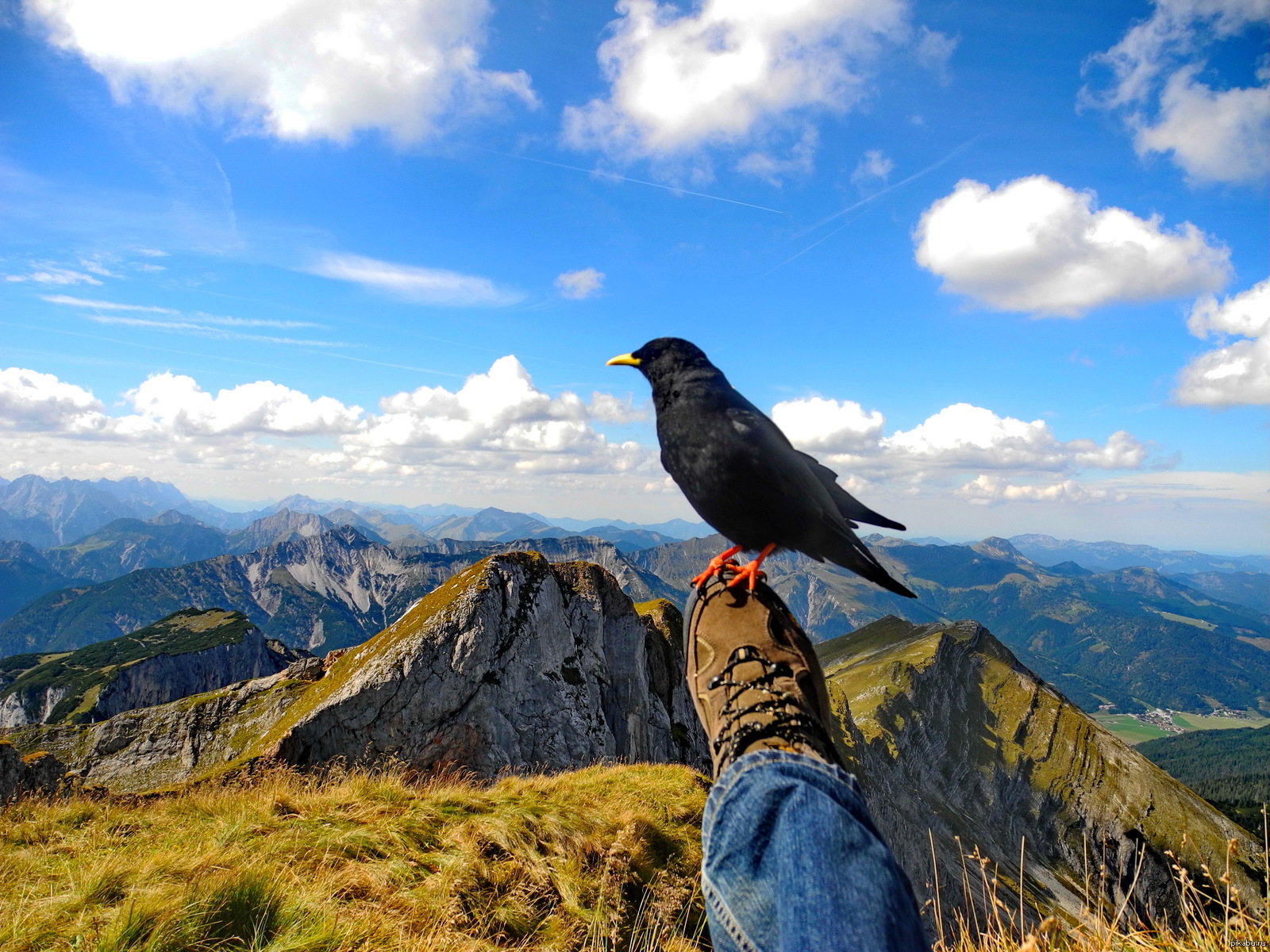 Ts Bird Mountain