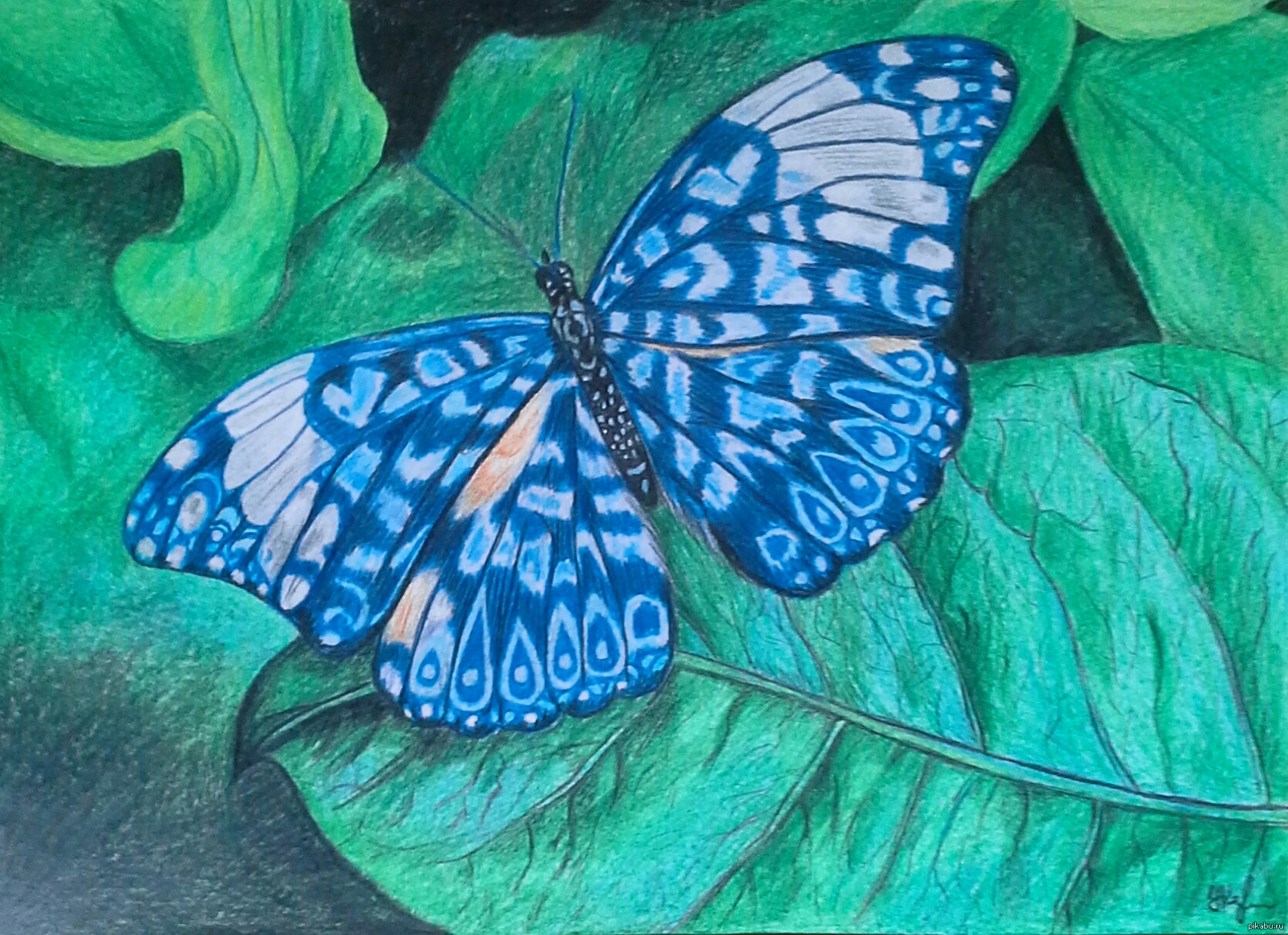 Название рисунков бабочки. Бабочка рисунок. Рисование бабочки. Бабочка цветными карандашами. Красивые бабочки для рисования.