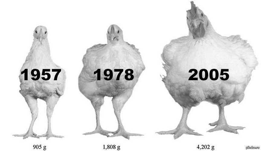 Кура рост. Курица. Цыплята бройлеры. Эволюция бройлеров. Как менялась курица.