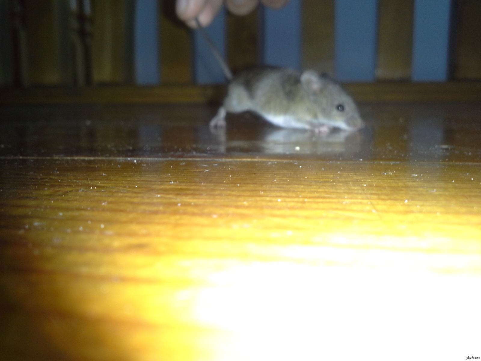 Мышь под кроватью