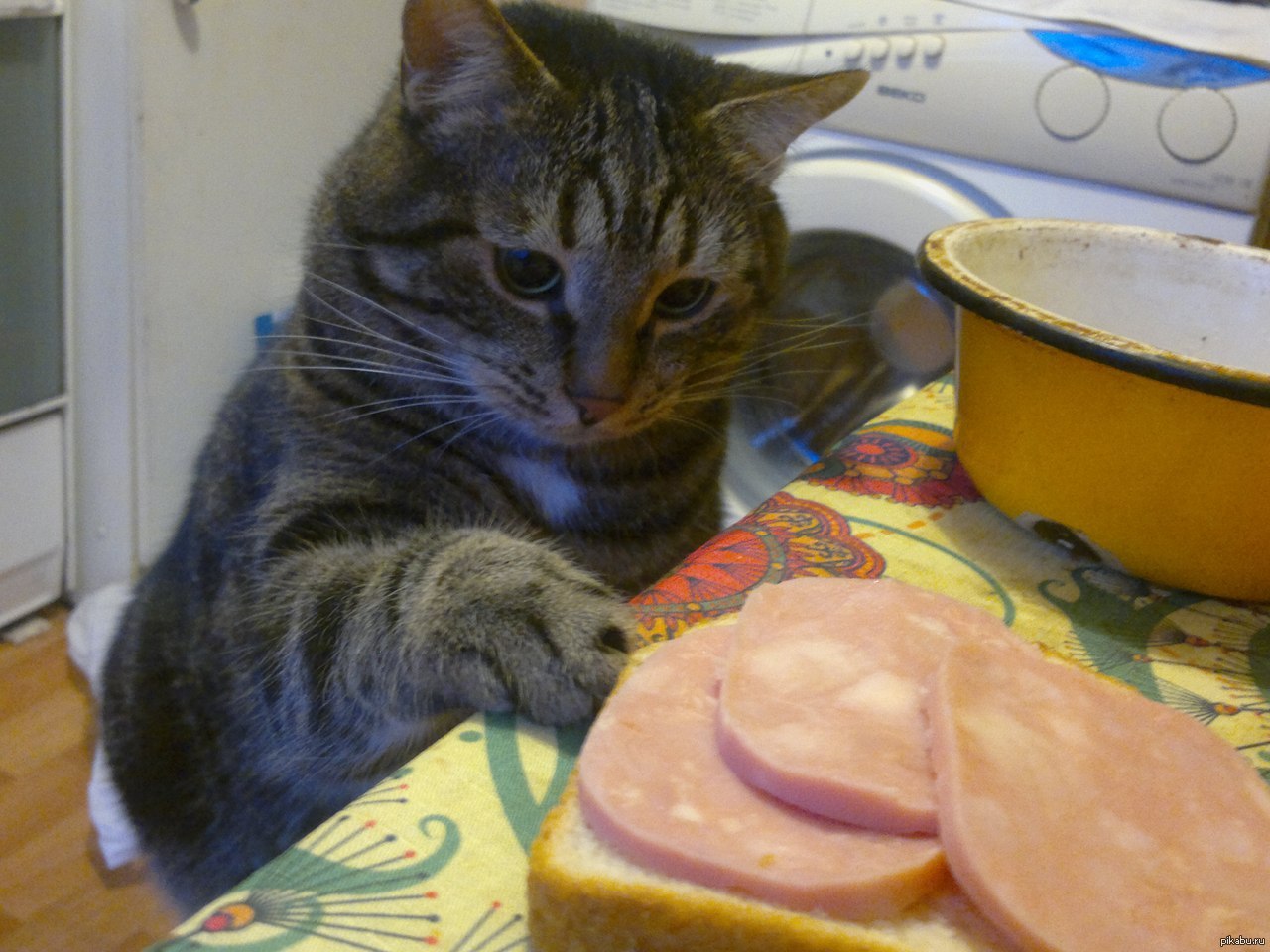 Кот тырит колбасу
