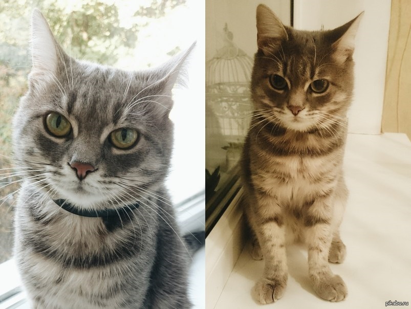Отдам кота, Одесса | Пикабу