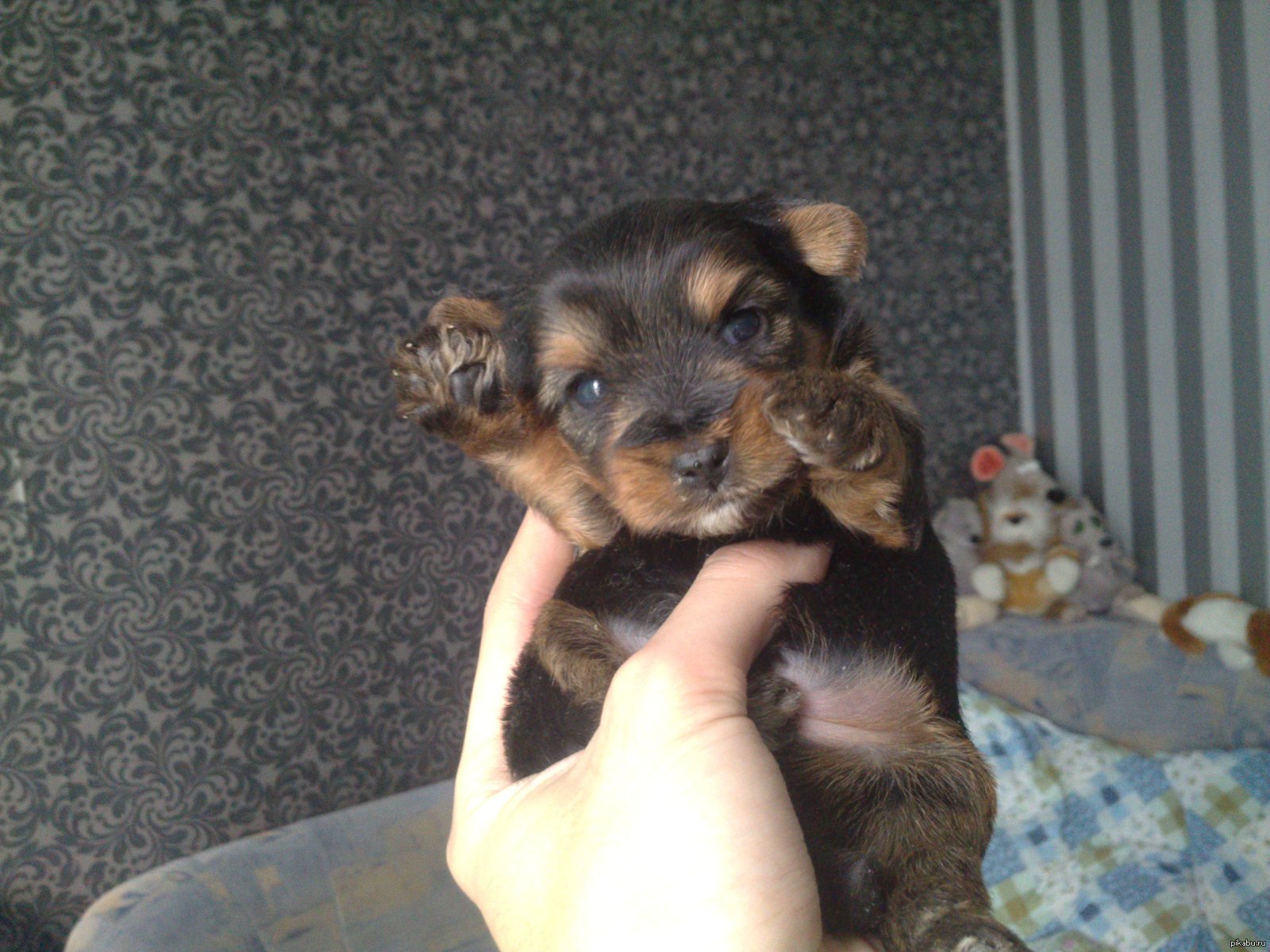 Pocket Rottweiler. - My, Puppies, Milota, , Dog