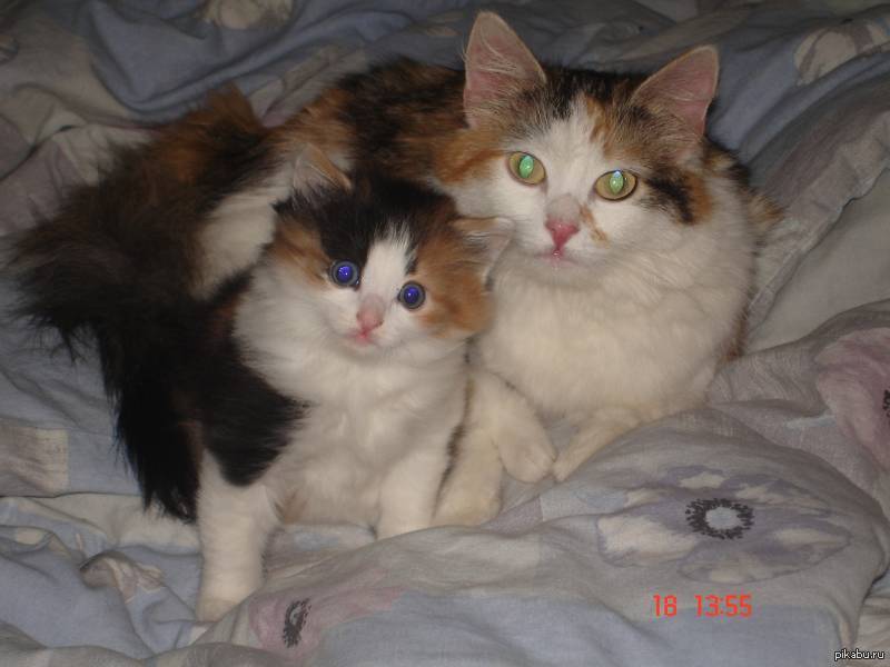Какие котята родятся у трехцветной кошки