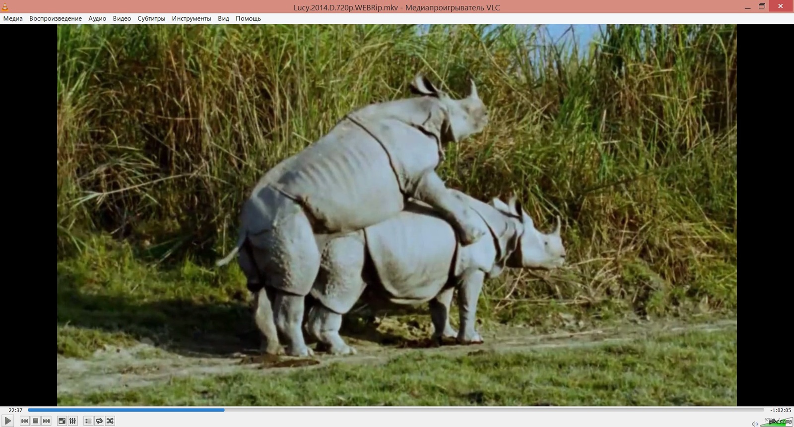 Спаривание мужчин. Носороги совокупляются.