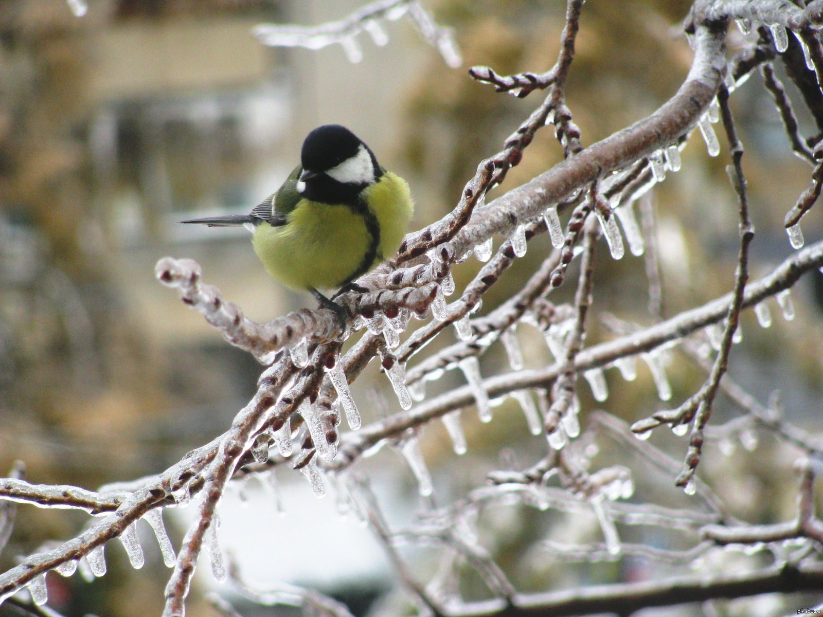 Morning. - My, Morning, Chelyabinsk, Tit, October