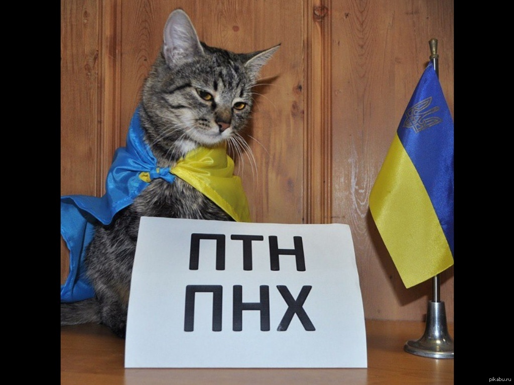 Кот на украинском