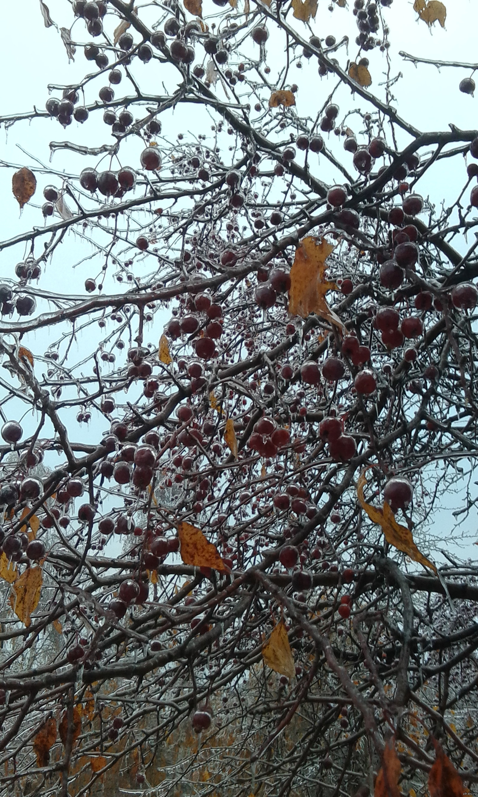 Зимняя вишня дерево