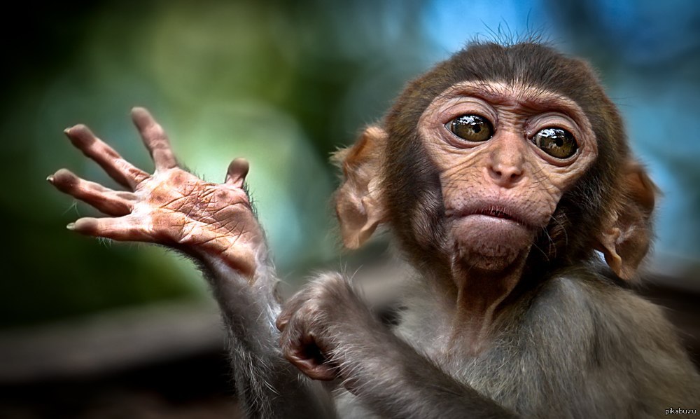 Наблюдать обезьяна. Смешные обезьяны. Рука обезьяны. Лапки обезьянки. Фото обезьяны.