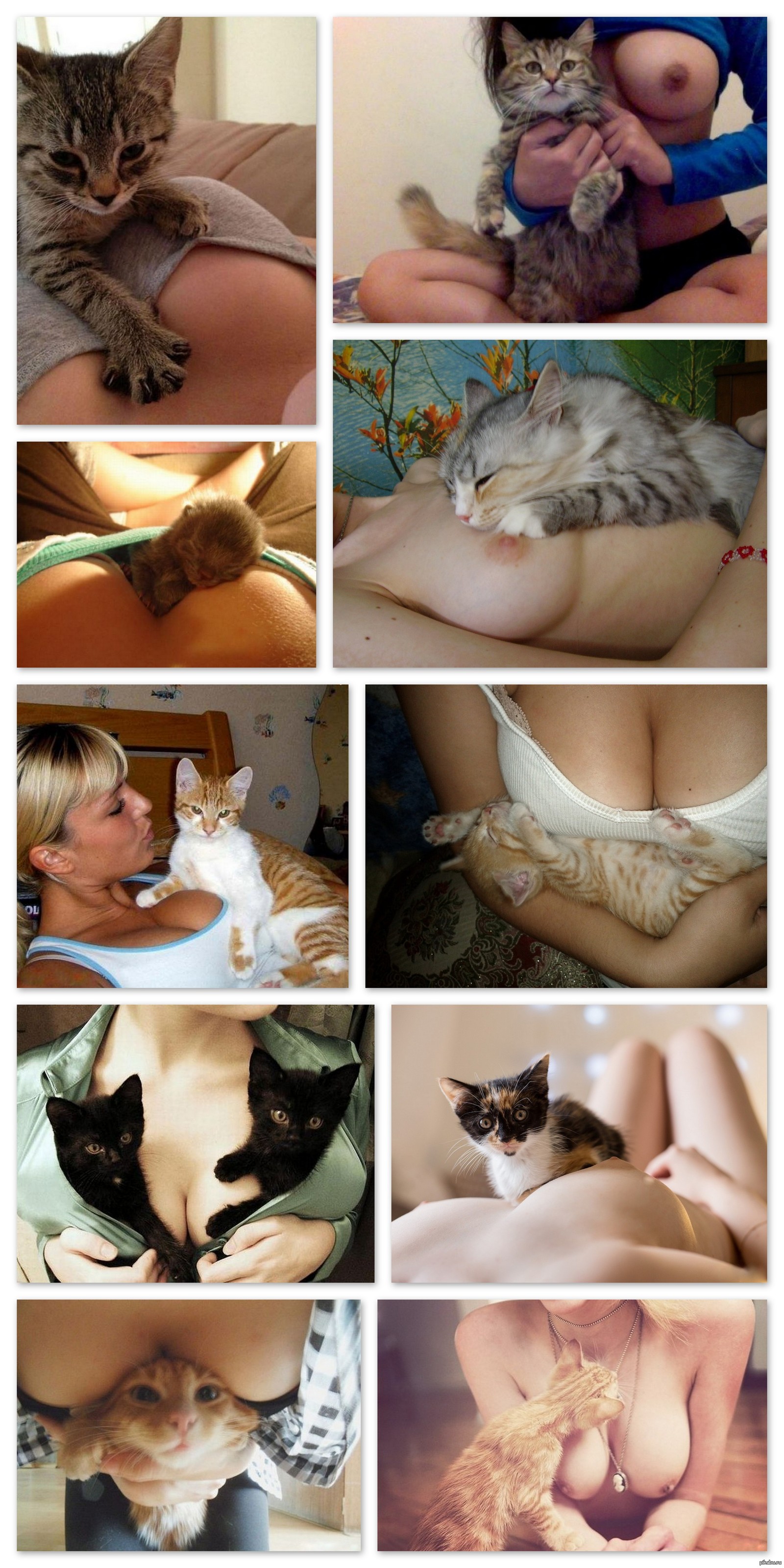 compilation of boobs with cats) - NSFW, A selection, Boobs, cat, Erotic