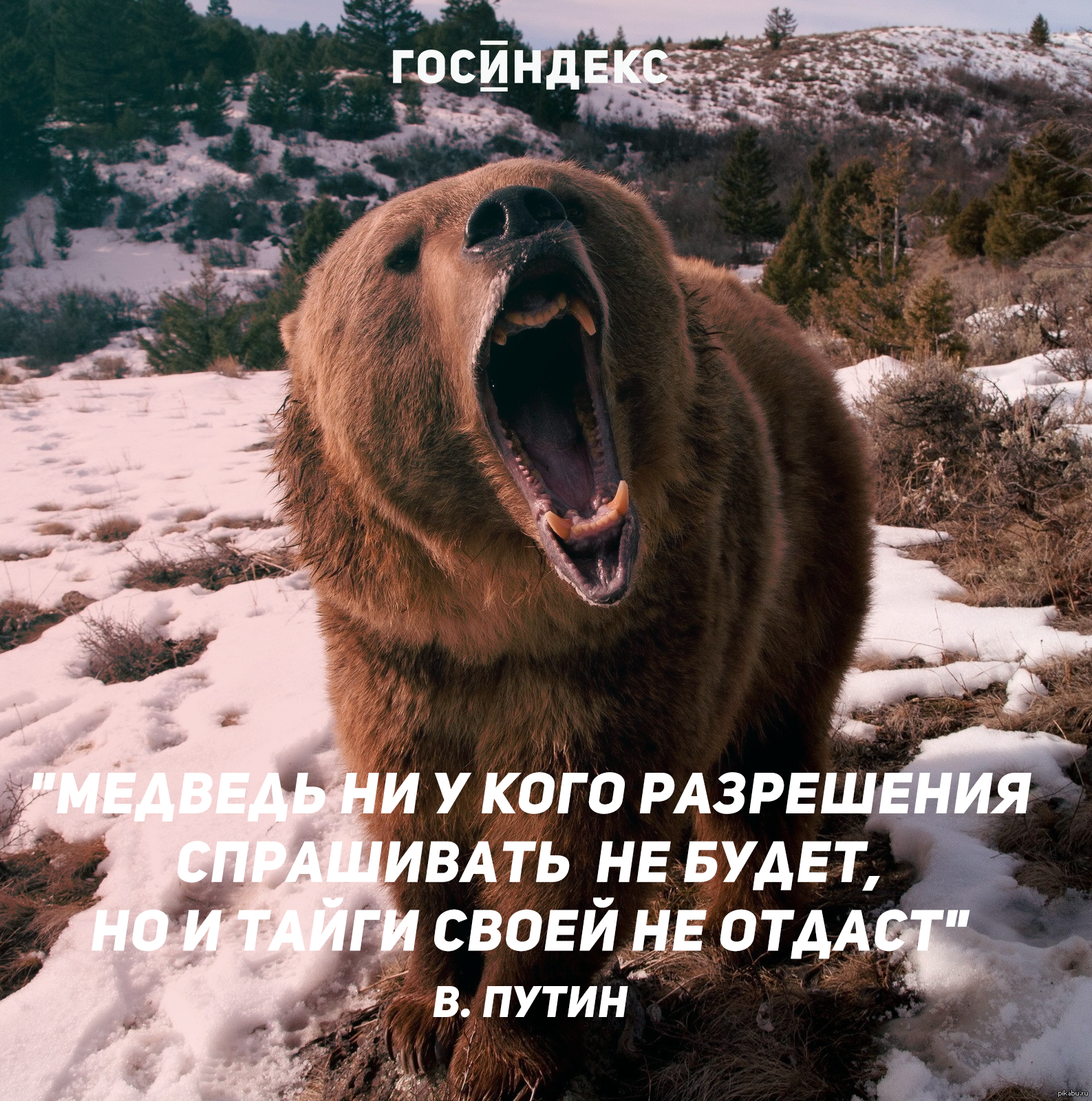 Покажи что есть. Цитаты про медведя. Афоризмы про медведей. Медведь афоризмы высказывания. Цитаты про русского медведя.