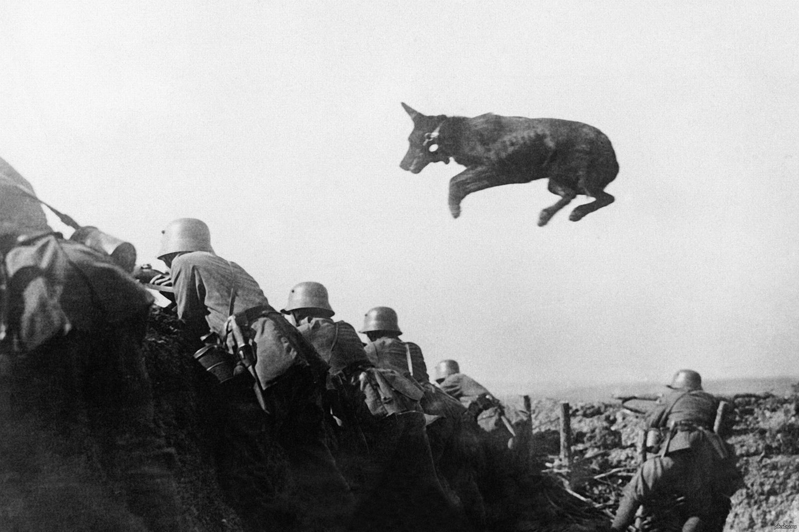 Собаки в годы вов. Собаки во второй мировой войне 1941-1945. Немецкая овчарка ww2. Собаки герои Великой Отечественной войны Джульбарс.