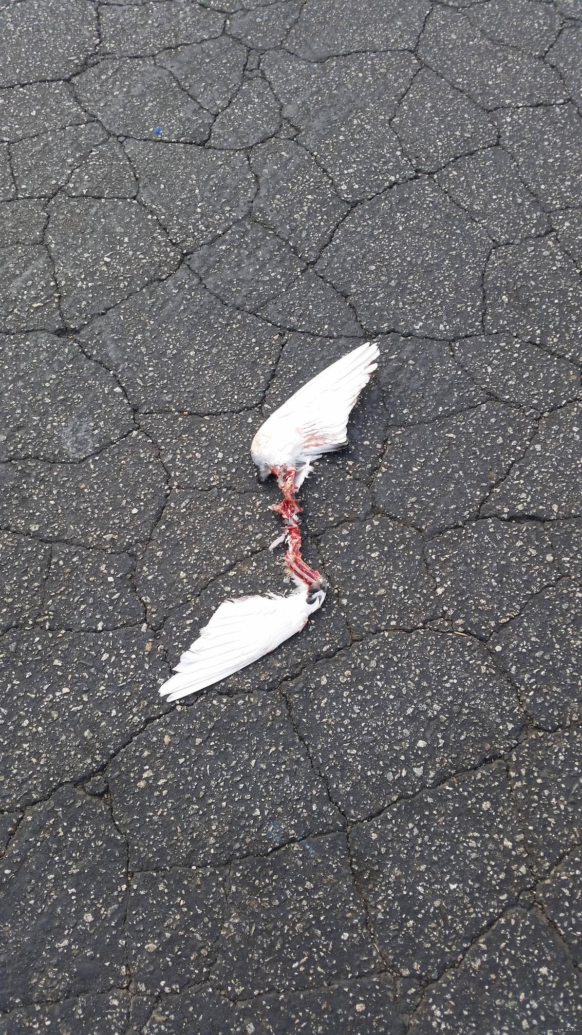 Птицы падают с неба