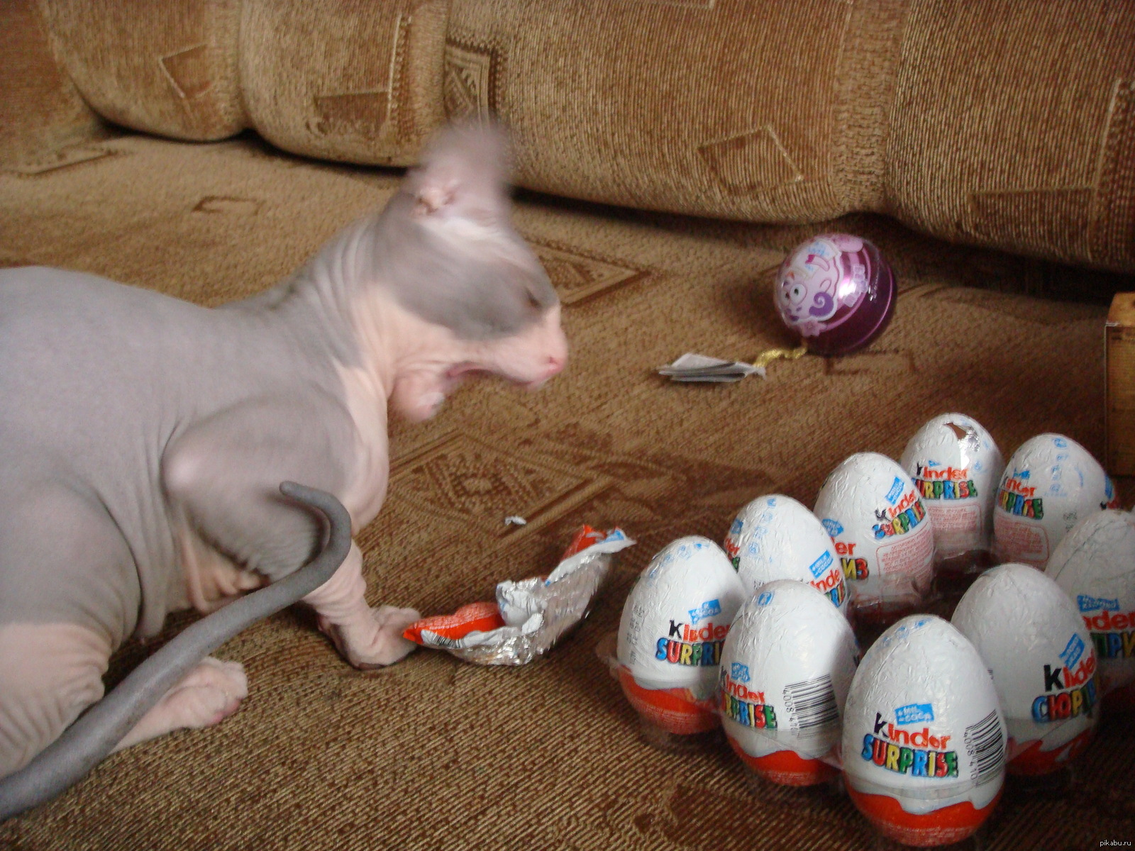 Можно коту яйцо. Яйца кота. Котик с яичками. Пасхальные яйца котики.