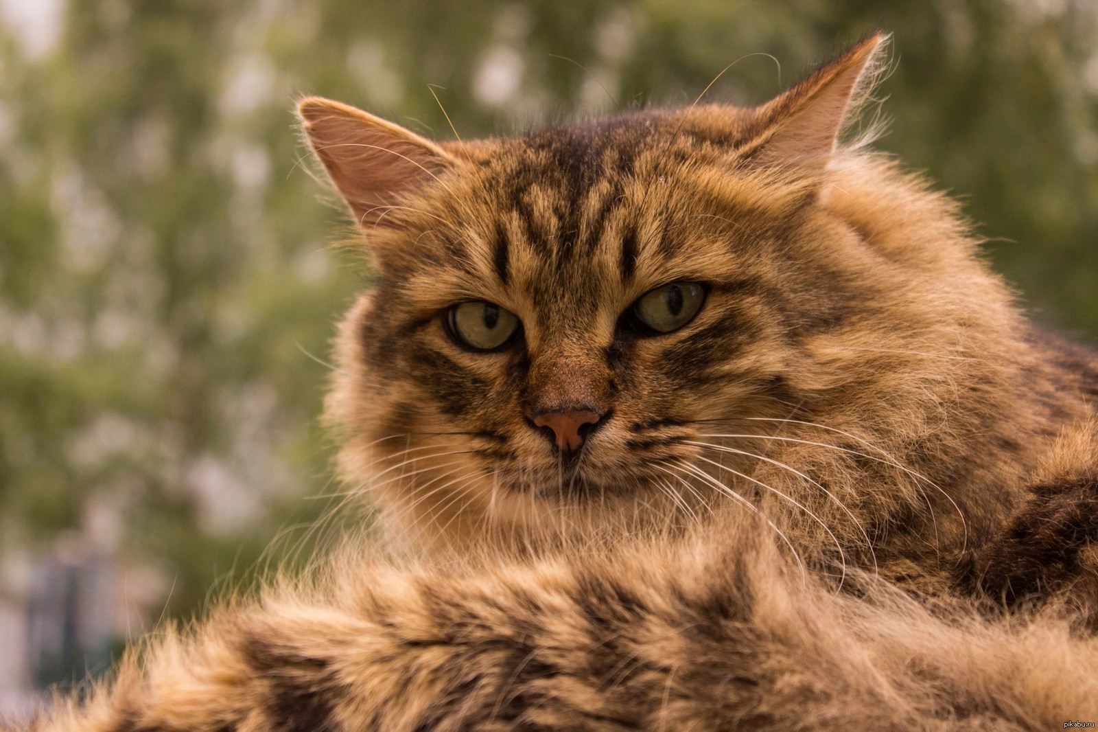 Котики 6. Лесной кот 4к. Лесной кот жёлтый. Латинский котик. Brown tabby and White Cat.