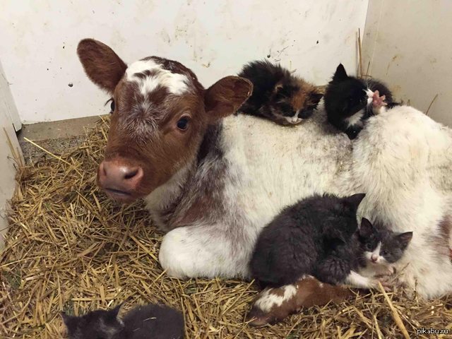 Теленок во сне. Милые сельскохозяйственные животные. Корова и кошка. Котёнок и корова. Теленок лижется.