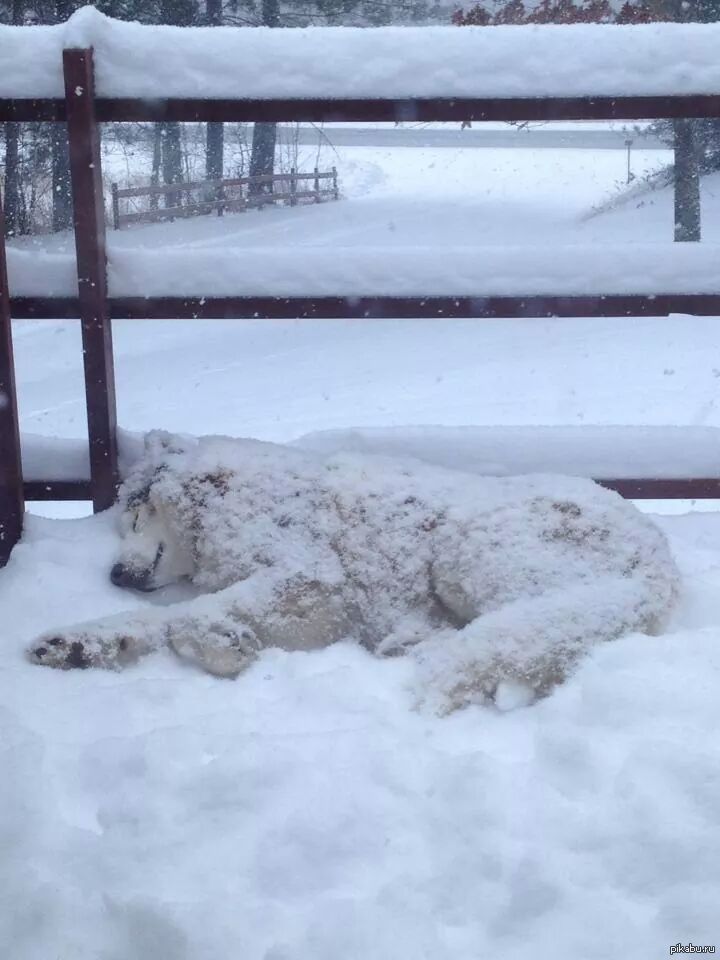 Собака сугроб. Собака в снегу. Снежные псы.