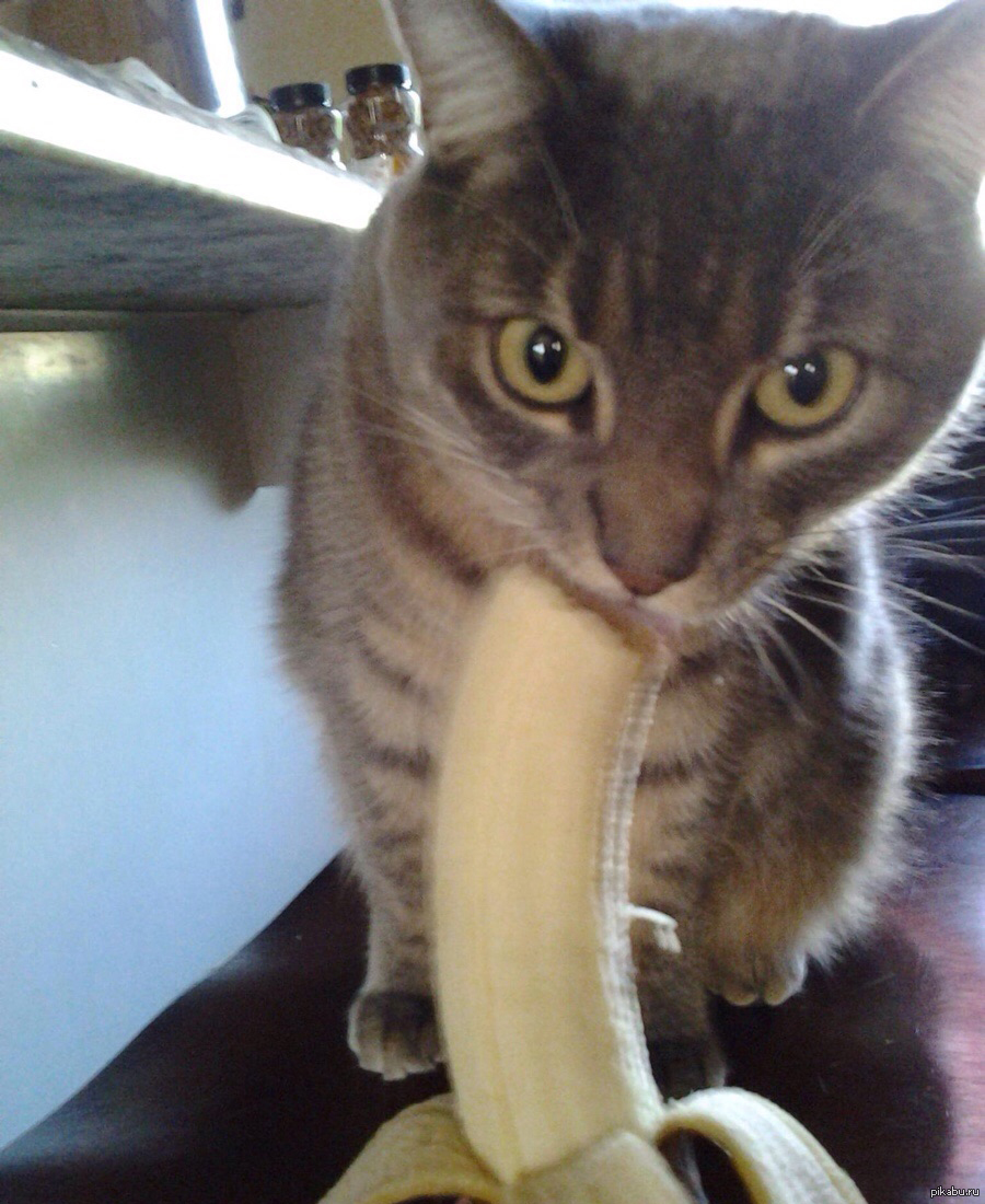 Можно ли кошкам банан. Кот банан. Кошечка в банане. Котик в бандане. Банан кит.