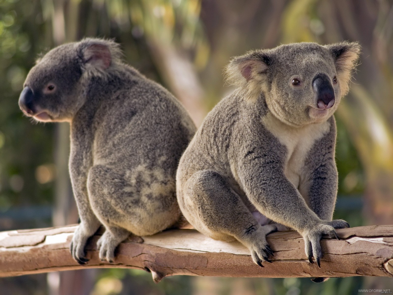 Австралийское животное меняющее внешний вид. Коала сумчатое. Сумчатые млекопитающие коала. Тасмания коала. Коала двурезцовые сумчатые.