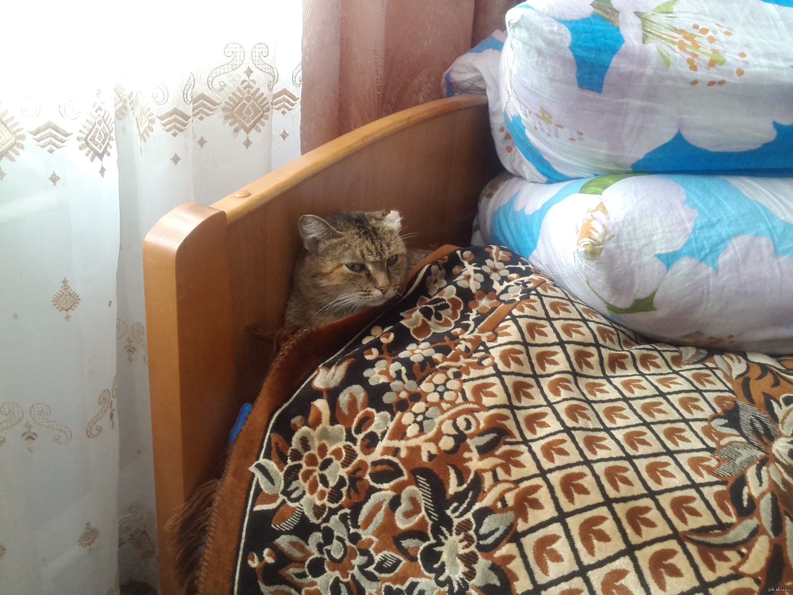 Кот дома на кровати