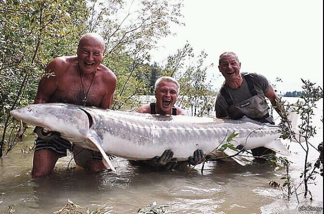 Калуга Рыба Самая Большая Выловленная Фото