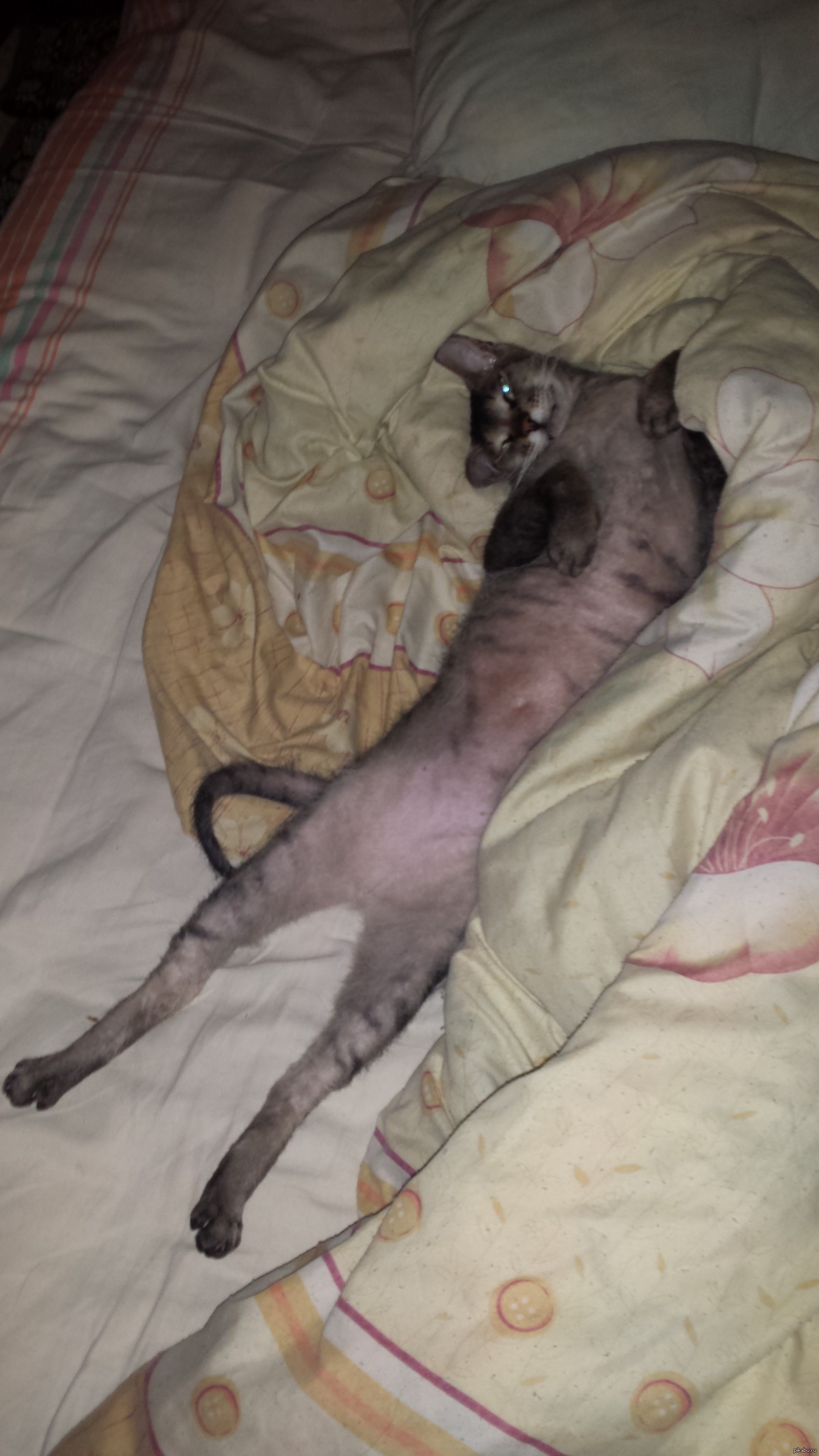 Котятина | Пикабу