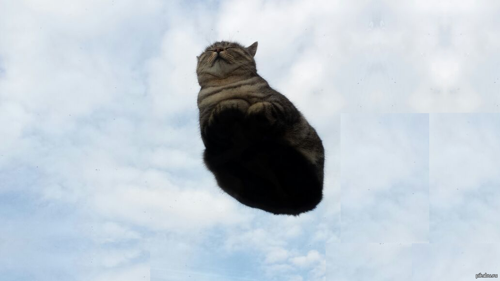 Снизу мем. Кот летит. Летающие коты. Кошка вид снизу. Кошка на стеклянном столе вид снизу.