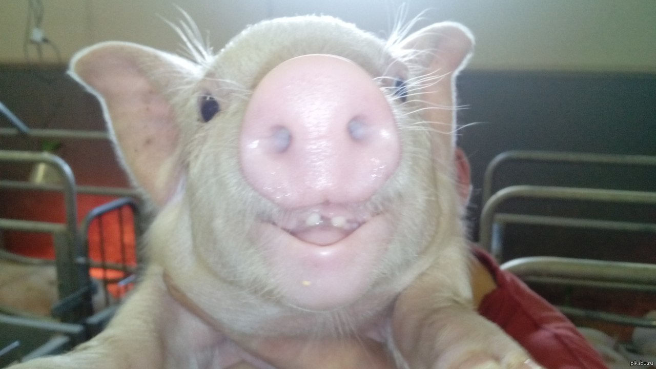 Глупые свиньи. Свинья улыбается. Поросенок улыбается. Селфи свиньи. Свьнья улыбаться.