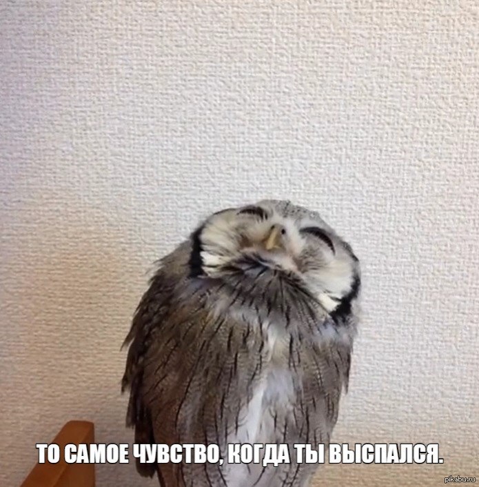 Сова не выспалась картинка