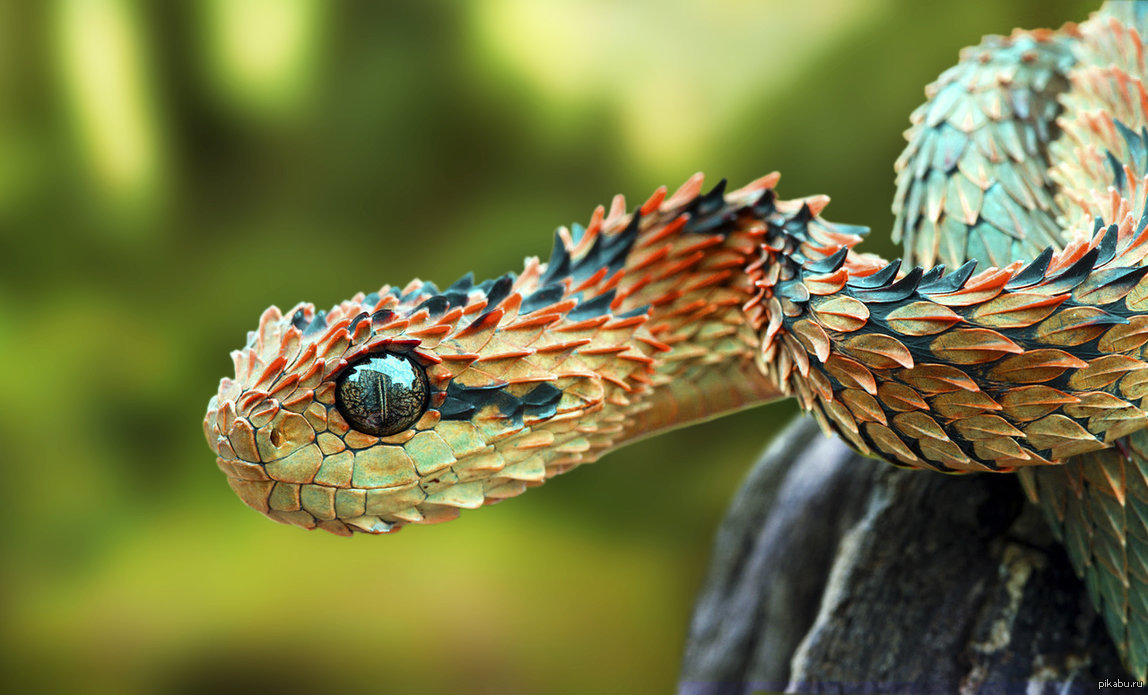 Кустарниковая гадюка (Atheris