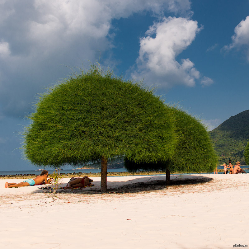 Пляж с деревьями