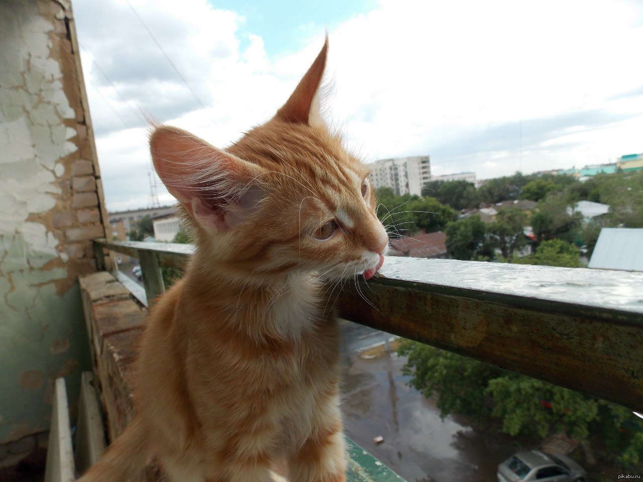 Это мой кот и он любит дождик) | Пикабу