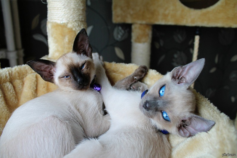 Мои девочки. | Пикабу