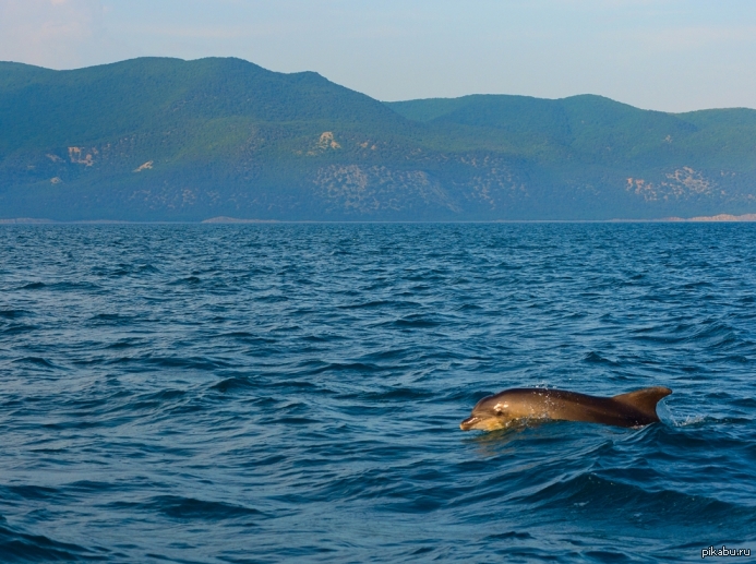 Которая называется в черном море. Как выглядит черное море. Почему море назвали черным. Которая называется в черном море. Которая называется в черном море.