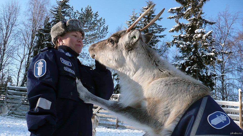 Боевой олень фото