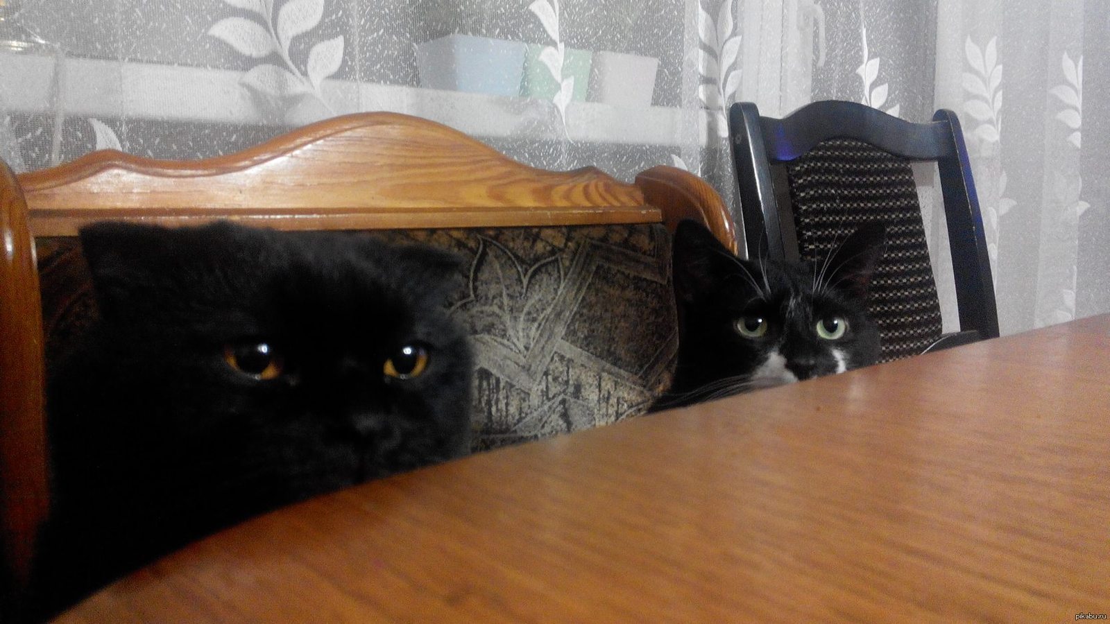 Кот совсем не ест. Кот совсем не ест