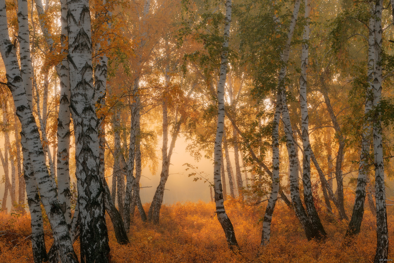 Осенний Березовый Лес Картинки