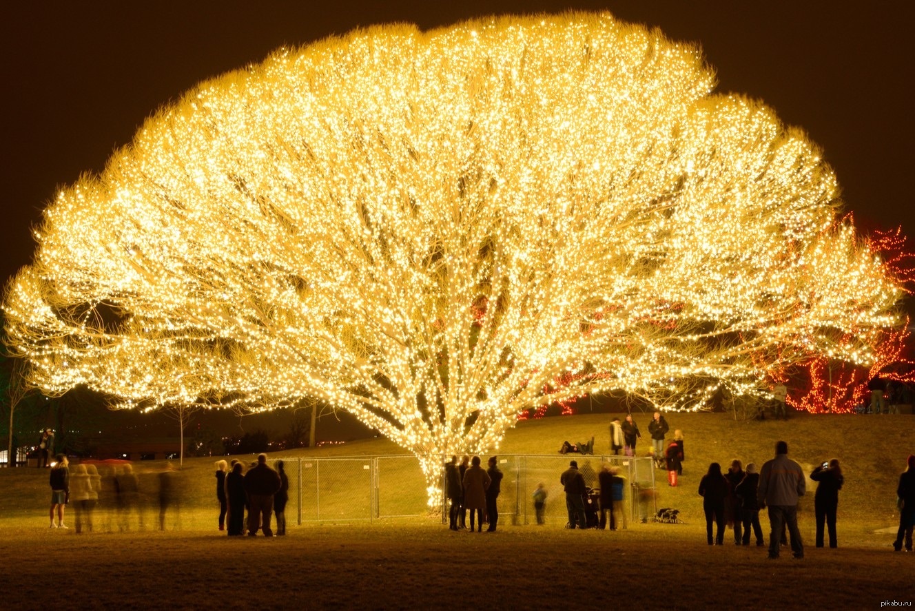 Light tree