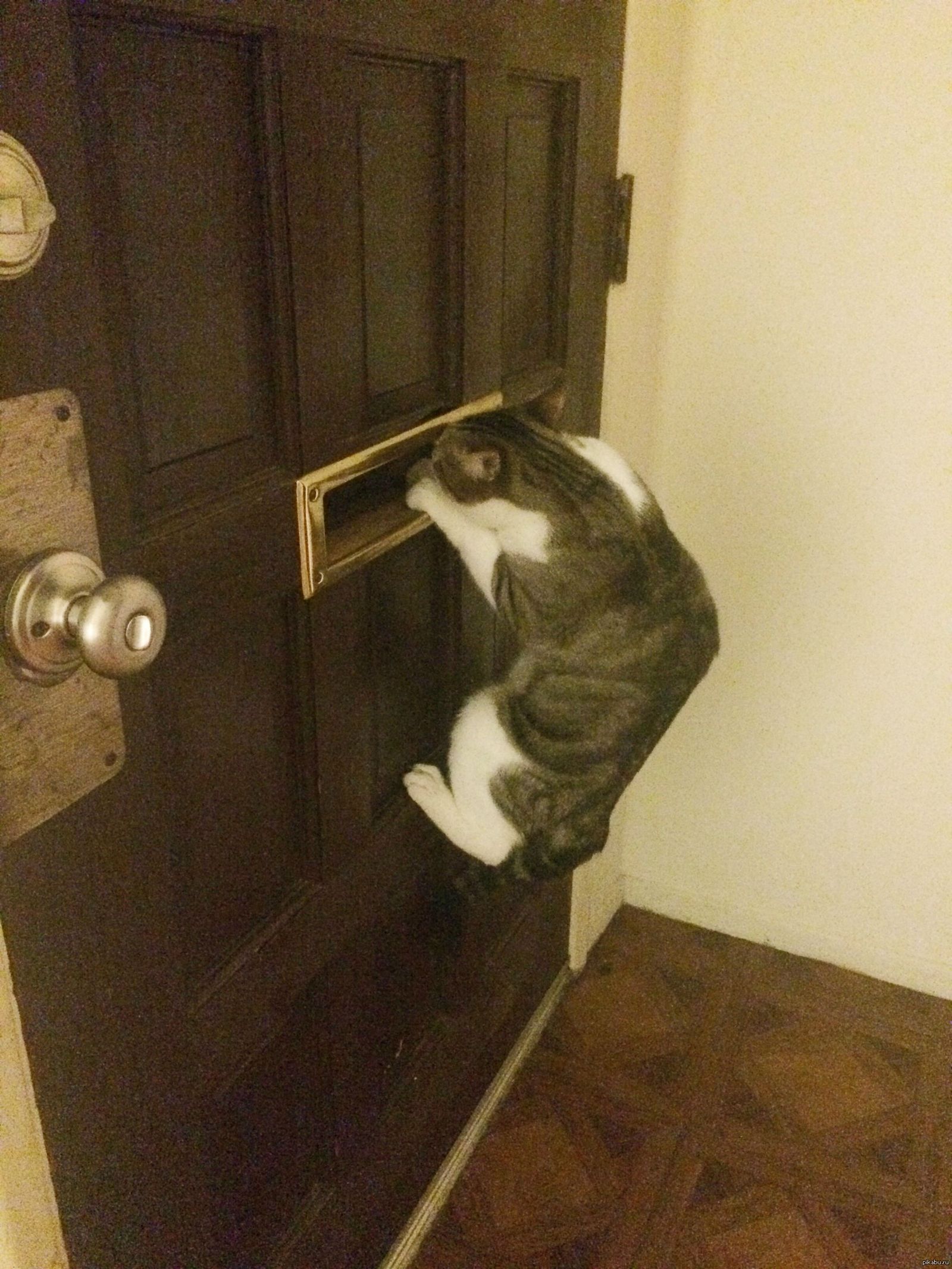 Откройте дверь прикол. Дверь для кота. Кот открывает дверь. Котик у двери. Кот пролезает в дверь.