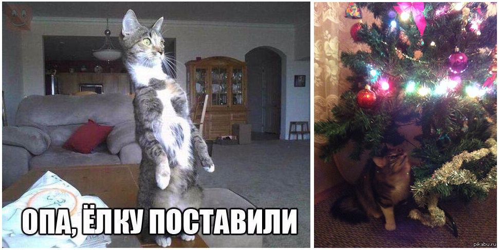 Скоро установи. Кот уронил елку. Кот и елка приколы. Кот и елка с надписями. Мемы кот и елка.