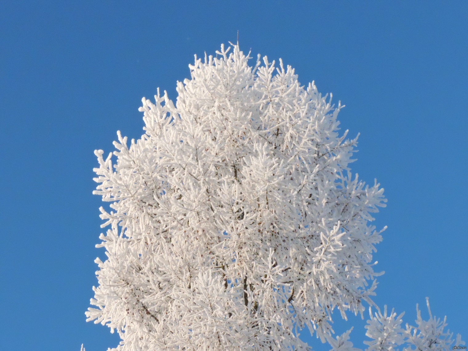 Деревья в Якутии зимой