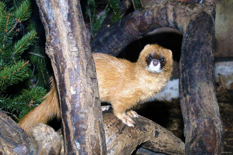 Колонок фото. Колонок – Mustela sibirica Pallas. Сибирский колонок Mustela sibirica. Колонок Mustela sibirica Pallas, 1773. Колонок (лат. Mustela sibirica).