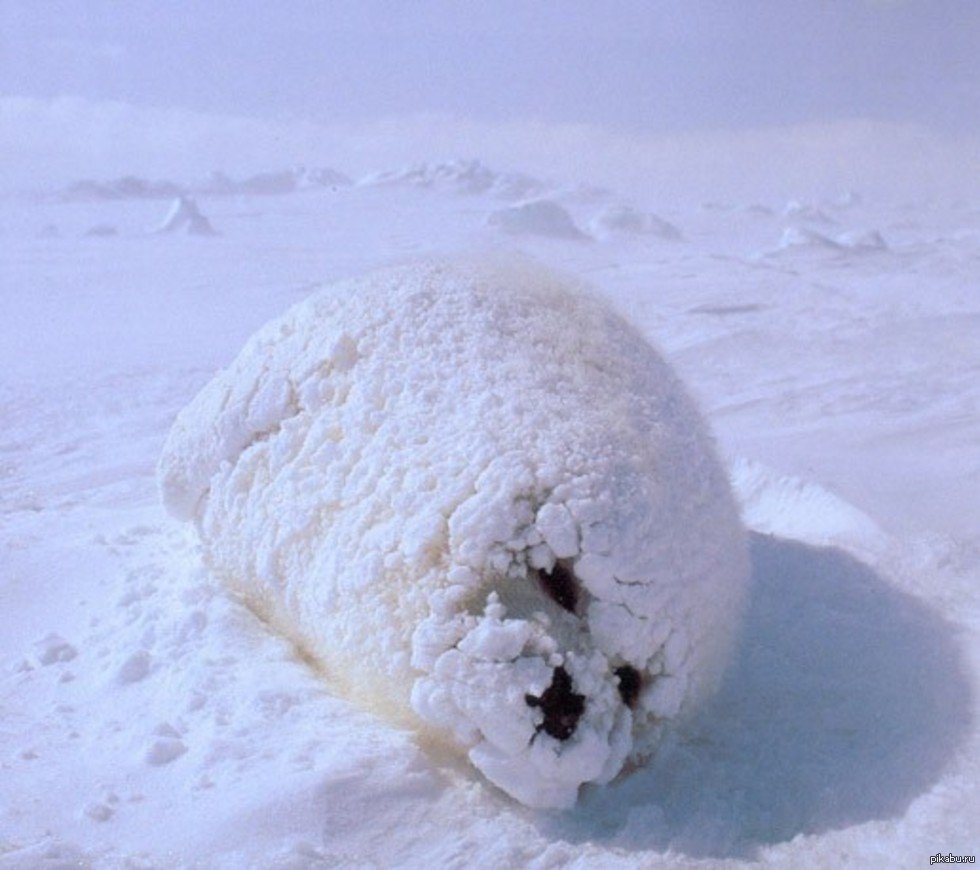 Halp. Тюлень на снегу. Тюленик вареник. Тюлень пельмень. Пушистый пельмень.
