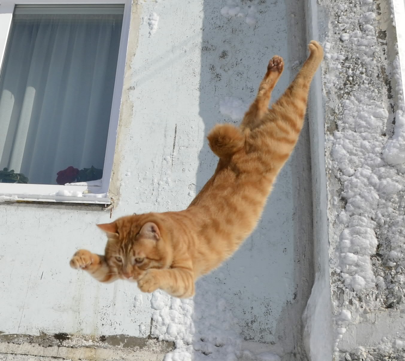 Кот на карнизе. Кошка спрыгивает. Рыжий кот прыгает. Кот прыгнул из окна. Рыжий котенок прыгает.