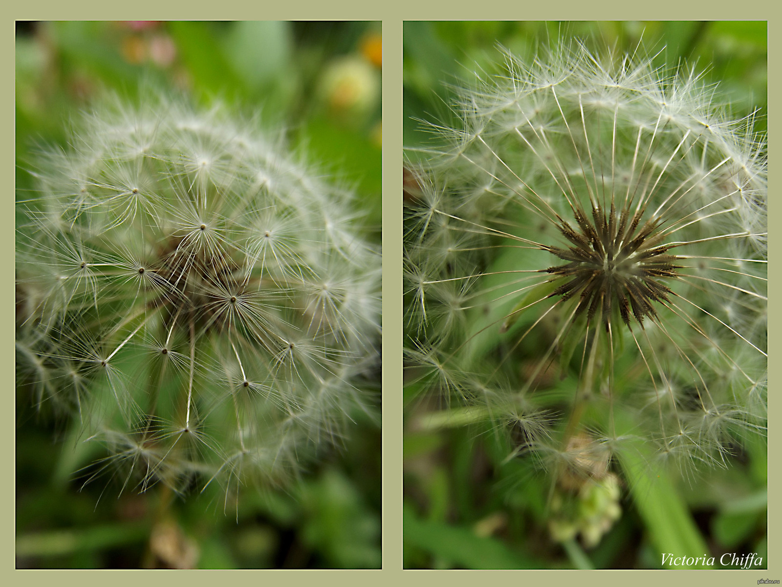 Мне же не одной хочется сдуть одуванчик?) | Пикабу