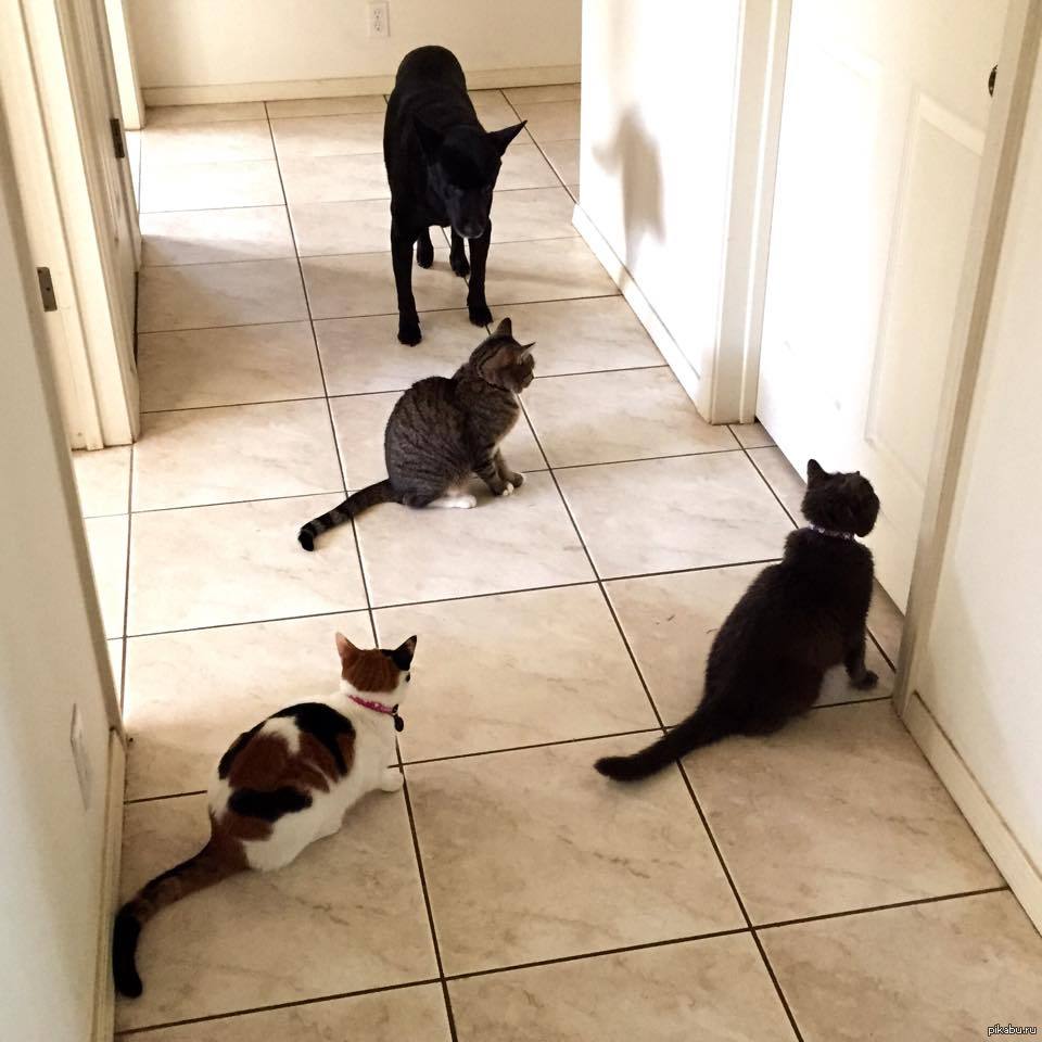 За тобой хожу по пятам. Дверь для кота. Коты перед дверью. Кошка ждет хозяина. Двери животные.
