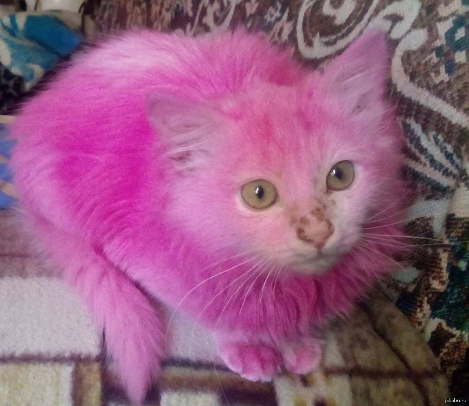 Животное с розовыми волосами. Розовый котенок. Розовая кошка. Кошка розового цвета.